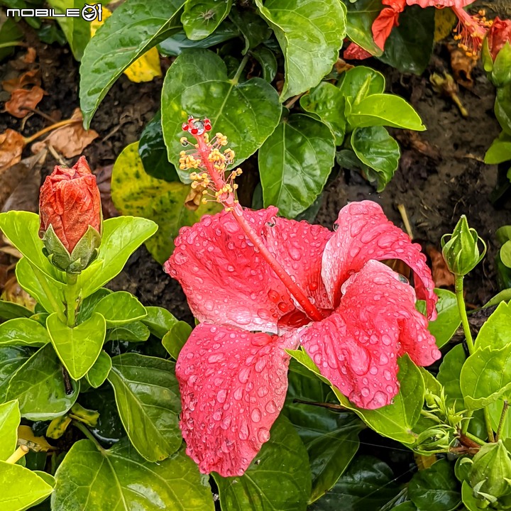 花旗木+蔥花 台南市山上區水道博物館 03/29