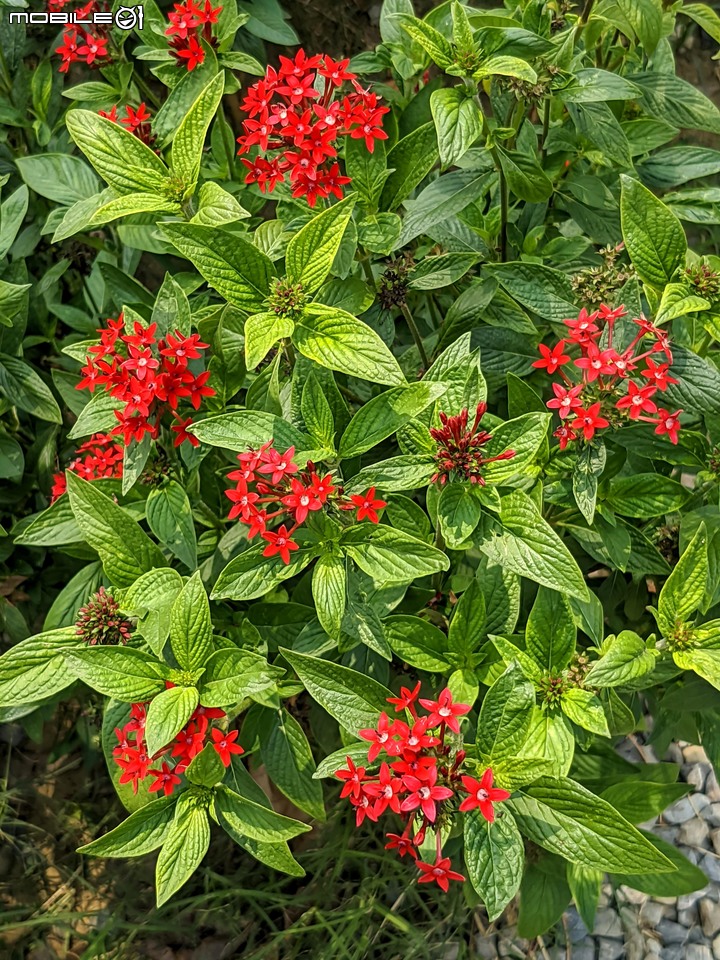 花旗木+蔥花 台南市山上區水道博物館 03/29