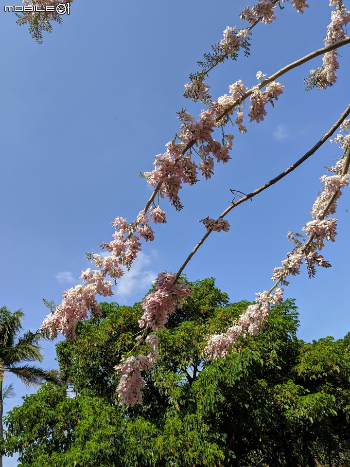 羊蹄甲+南洋櫻 台南市北區台南公園 03/01
