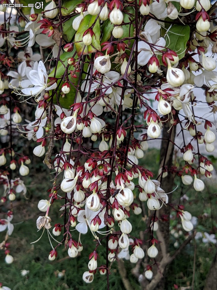 紅千層 台南市佳里區佳福寺 03/14
