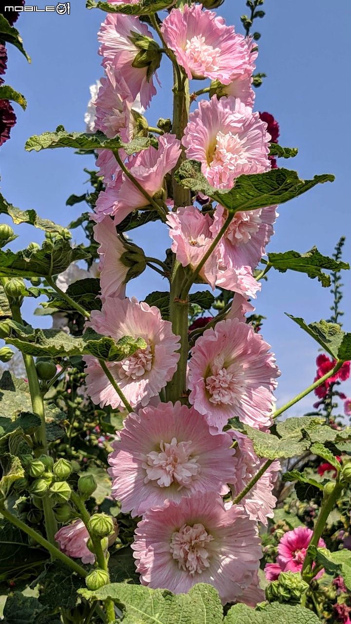 鼠尾草+蜀葵花 台南市學甲區光華里 03/07