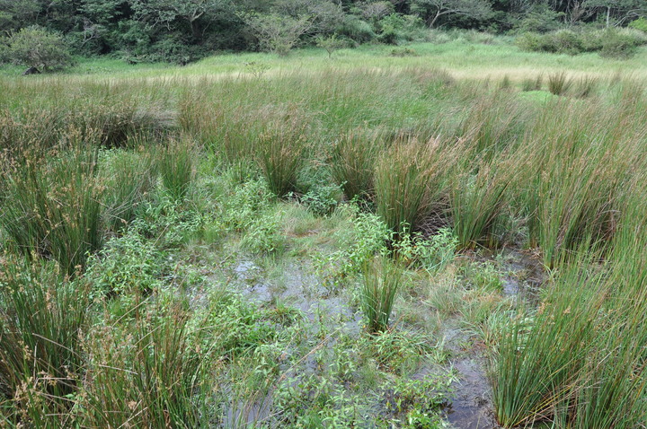 【向天蝦全攻略】大雨限定的綠色精靈