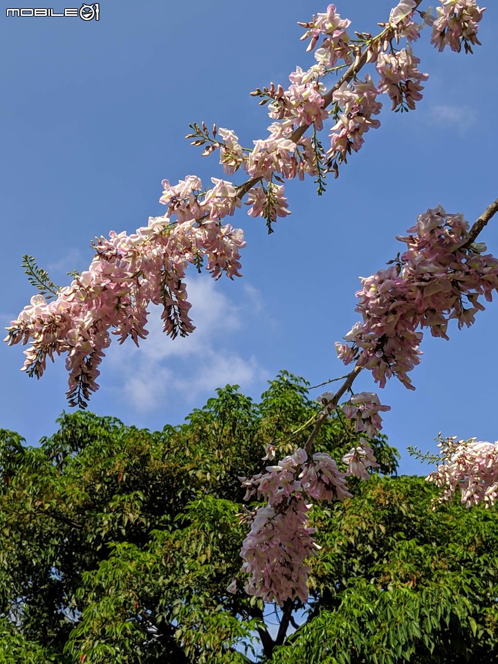 羊蹄甲+南洋櫻 台南市北區台南公園 03/01