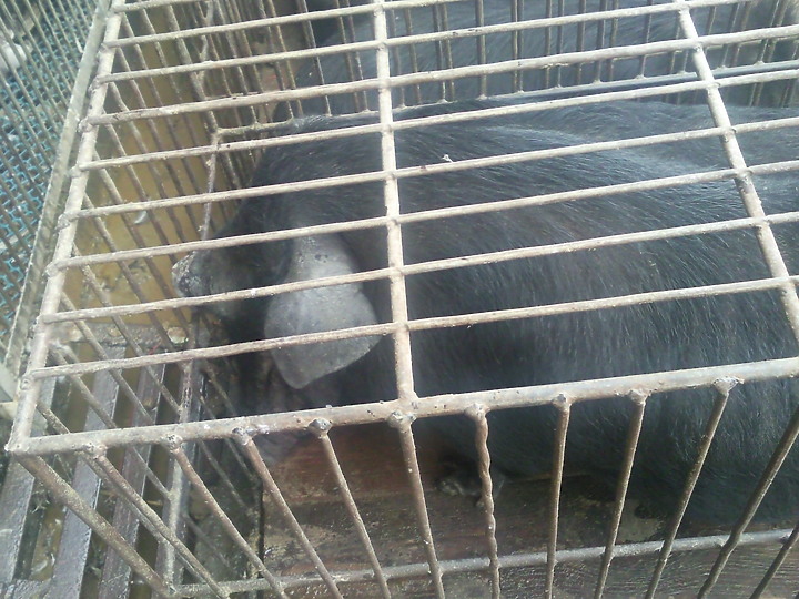 看到這些動物你認為武漢肺炎是由美國發出的嗎？