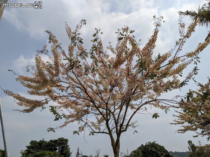 花旗木+蔥花 台南市山上區水道博物館 03/29