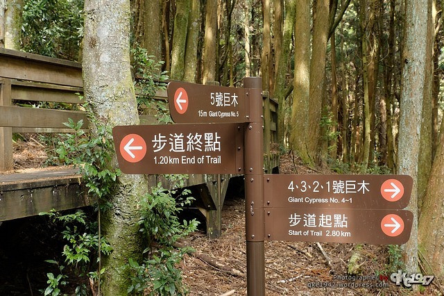2020-03-07 春行觀霧賞櫻王