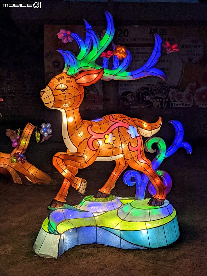 花燈+百日菊 台南市學甲區光華里學甲蜀葵花 03/13