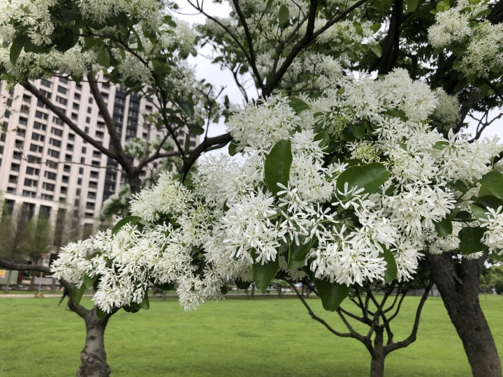 請問這是什麼樹？