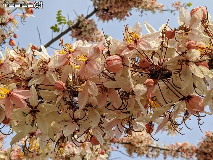 韭菜花+花旗木 台南市西港區新寮花旗木步道 03/22