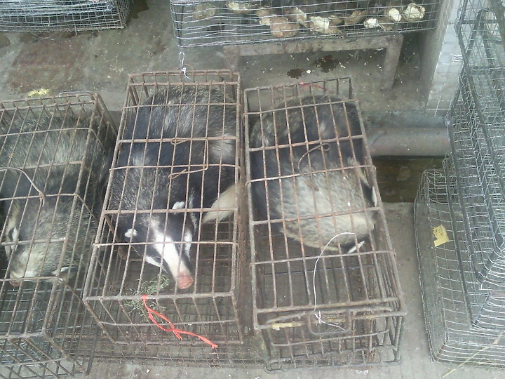看到這些動物你認為武漢肺炎是由美國發出的嗎？