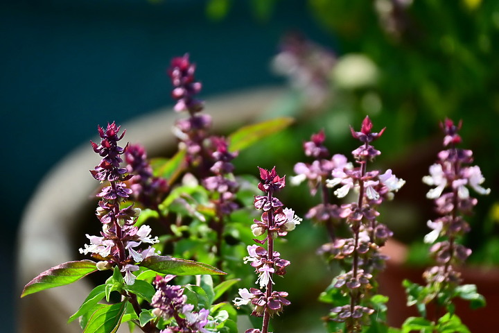 Z50+50-250mm DX拈花惹草：新埤鄉綜合休閒公園花旗木、我媽媽的孤挺花、陽台上的小花小草與多肉。