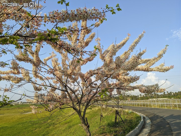 花旗木 台南市仁德區仁德滯洪池 03/27