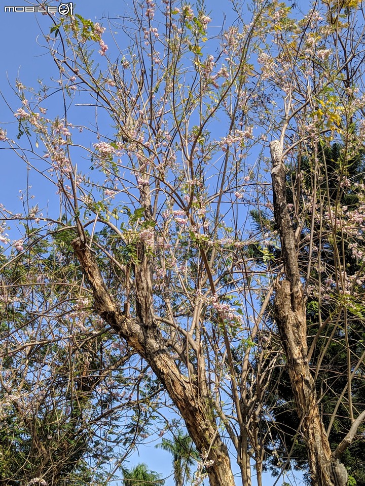 羊蹄甲+南洋櫻 台南市北區台南公園 03/01