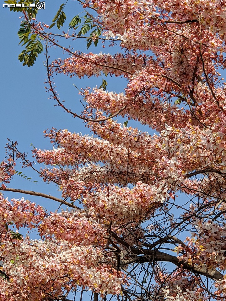 花旗木 台南市永康區忠孝運動公園 03/15