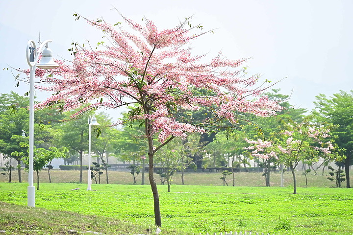Z50+50-250mm DX拈花惹草：新埤鄉綜合休閒公園花旗木、我媽媽的孤挺花、陽台上的小花小草與多肉。