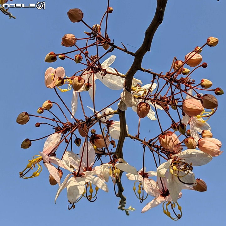 花旗木 台南市仁德區仁德滯洪池 03/27