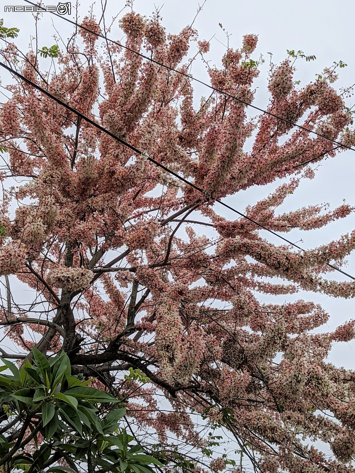 花旗木 台南市西港區新寮花旗木步道 03/14