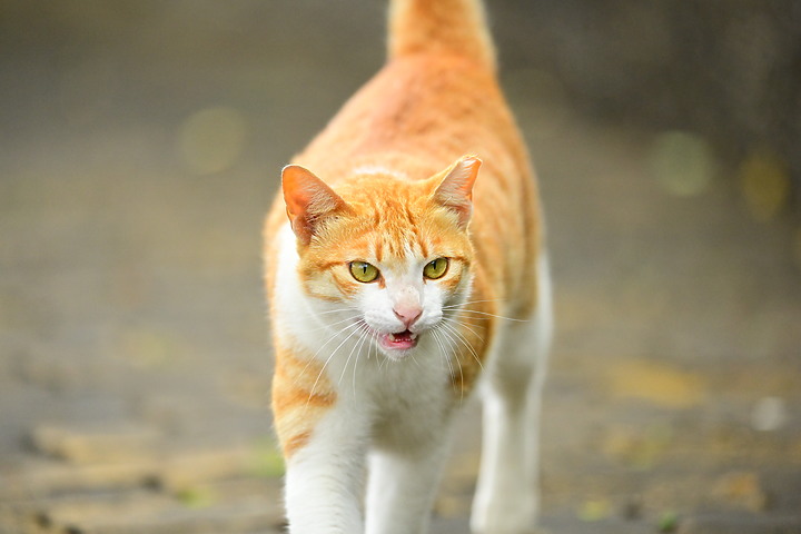 朱連雀9年後再訪恆春關山，53隻全都錄，Z7+600mm貓眼對焦首先發表。