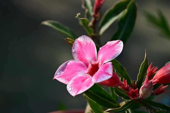 Z50+50-250mm DX拈花惹草：新埤鄉綜合休閒公園花旗木、我媽媽的孤挺花、陽台上的小花小草與多肉。