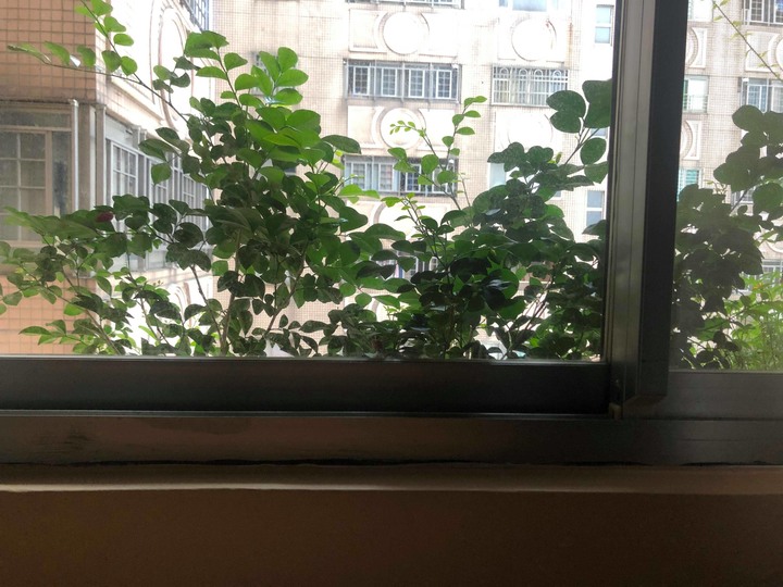 【分享】居家生活中的小巧思 (窗簾 廚房 花台 油漆)