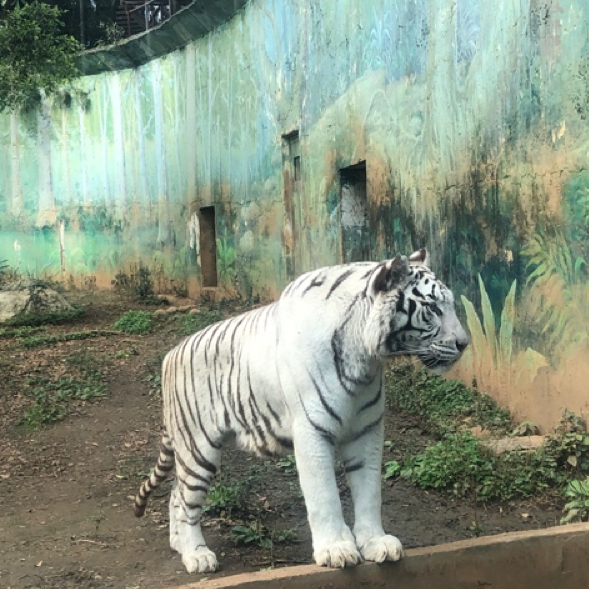 分享親子好去處 「六福村動物園」