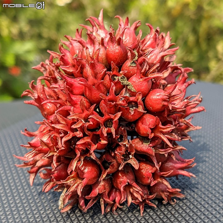 花旗木 台南市新營區義士路五段 03/28