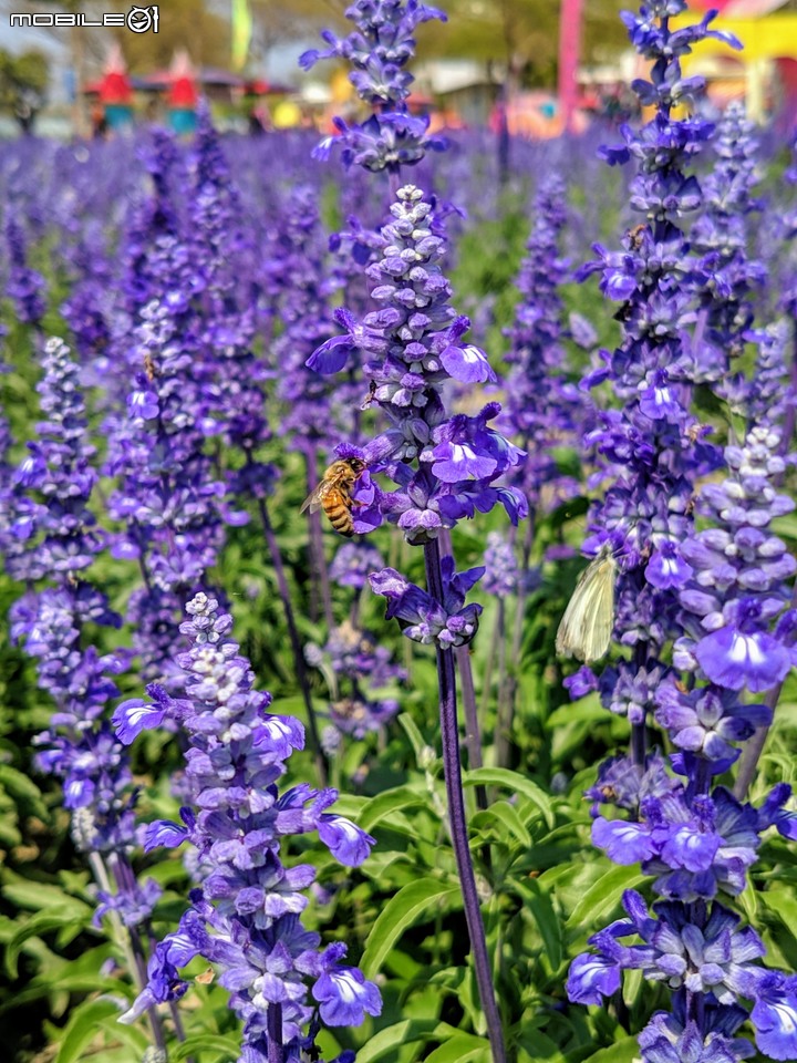 鼠尾草+蜀葵花 台南市學甲區光華里 03/07