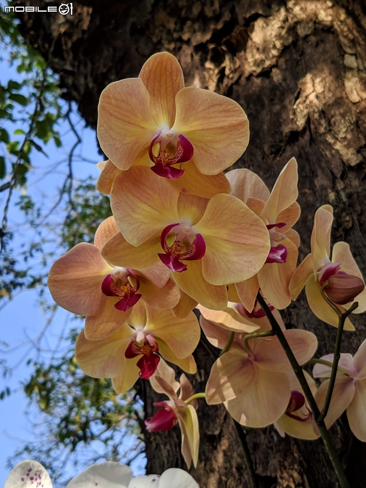 蘭花(蘭展延期之遍地開花) 台南市麻豆區南勢里總爺藝文中心 03/07