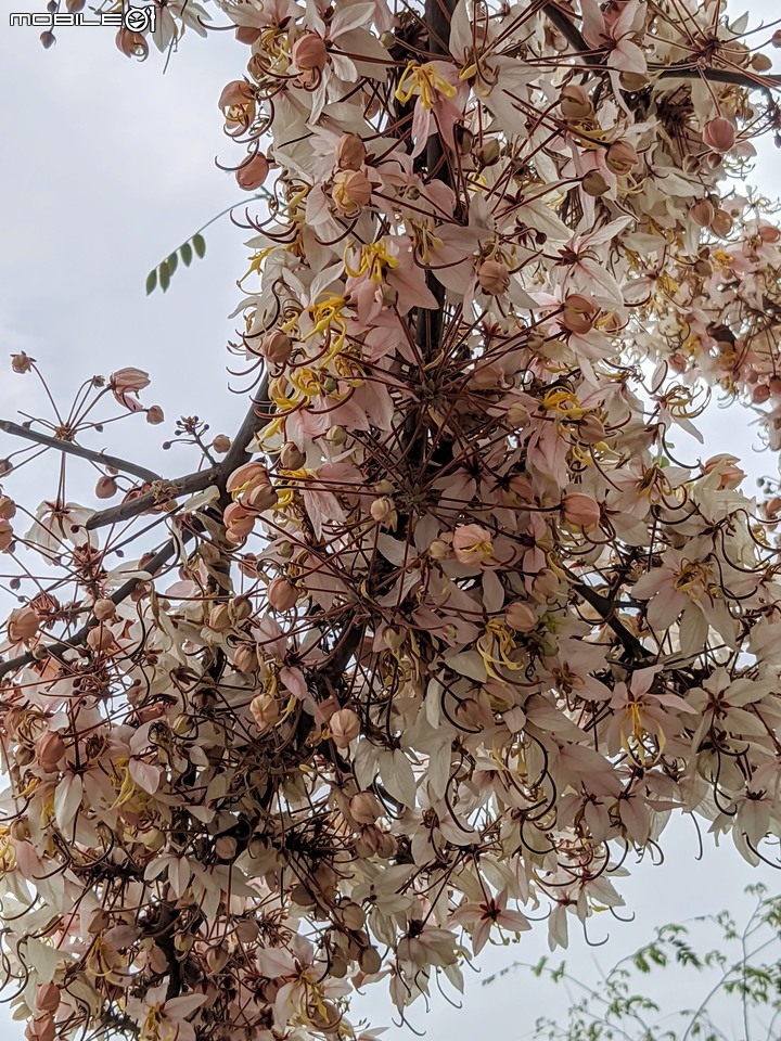 花旗木 台南市西港區新寮花旗木步道 03/14