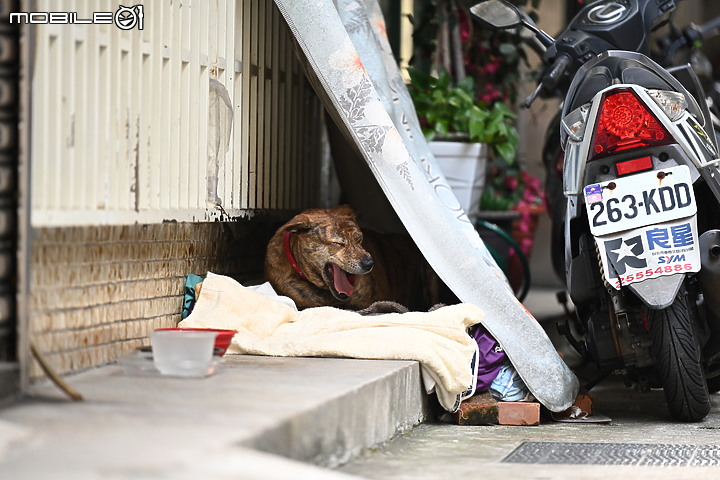 Nikon 70-200mm f/2.8 S 銳利非常 N家望遠代表作 還有與小黑七的人像比較