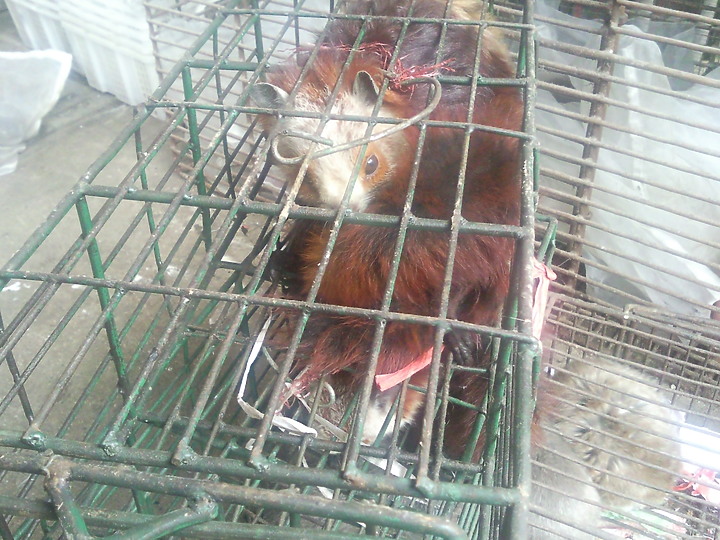 看到這些動物你認為武漢肺炎是由美國發出的嗎？