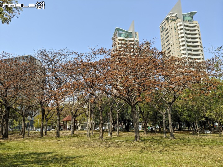 掌葉蘋婆+九重葛 台南市東區林森路一段三角公園 03/15