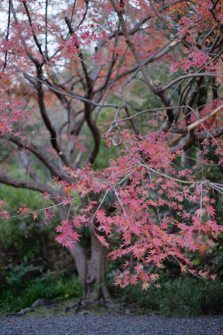 2019年臘月，東京行(圖多)