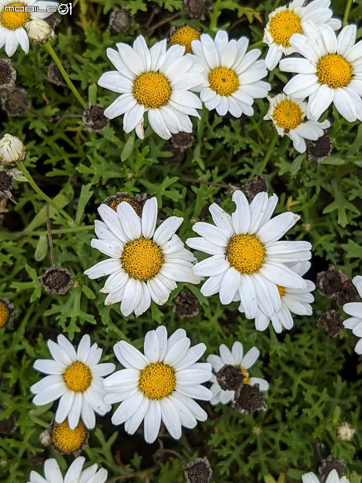 花旗木+蔥花 台南市山上區水道博物館 03/29