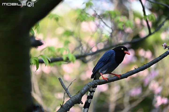 Nikon 70-200mm f/2.8 S 銳利非常 N家望遠代表作 還有與小黑七的人像比較