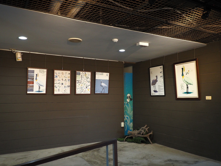 臺南 七股 黑面琵鷺生態展示館與第一賞鳥亭 — 歡迎自北方遠道而來的貴客