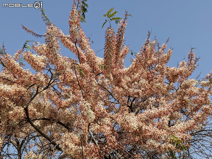 花旗木 台南市永康區忠孝運動公園 03/15