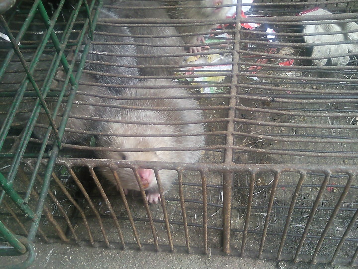 看到這些動物你認為武漢肺炎是由美國發出的嗎？