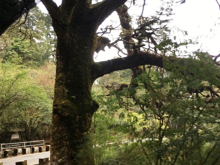 新手入門百岳-挑戰3952玉山主峰!