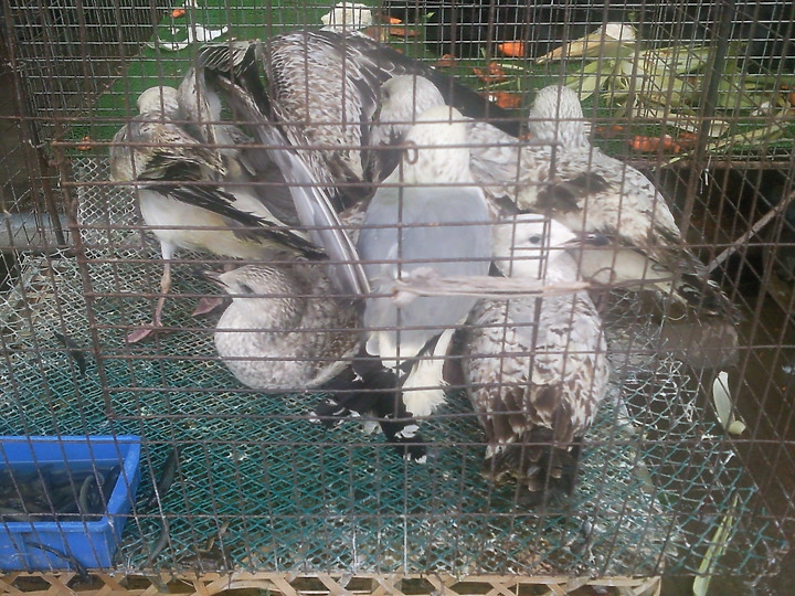 看到這些動物你認為武漢肺炎是由美國發出的嗎？