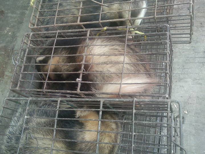 看到這些動物你認為武漢肺炎是由美國發出的嗎？