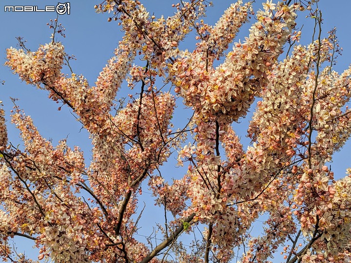 花旗木 台南市仁德區仁德滯洪池 03/27