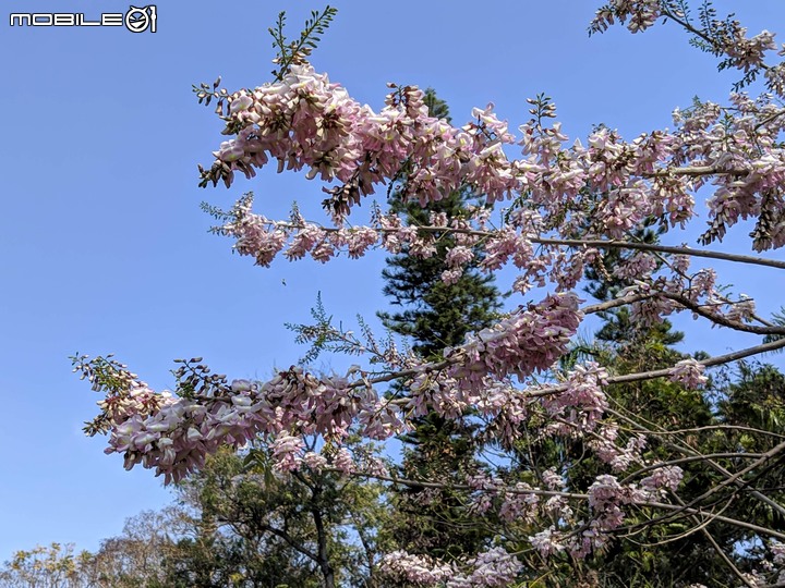 羊蹄甲+南洋櫻 台南市北區台南公園 03/01