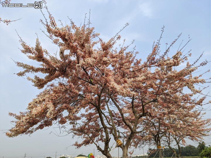 韭菜花+花旗木 台南市西港區新寮花旗木步道 03/22