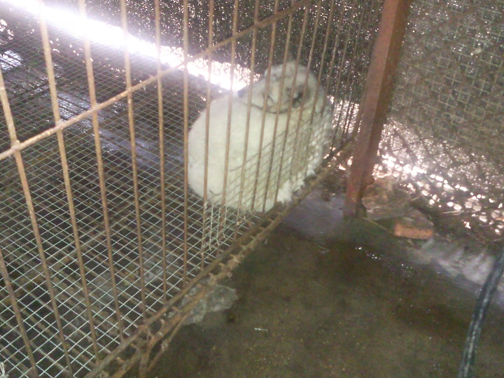 看到這些動物你認為武漢肺炎是由美國發出的嗎？