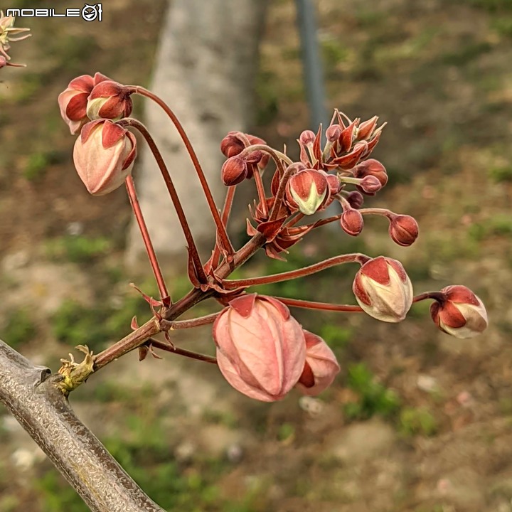 韭菜花+花旗木 台南市西港區新寮花旗木步道 03/22