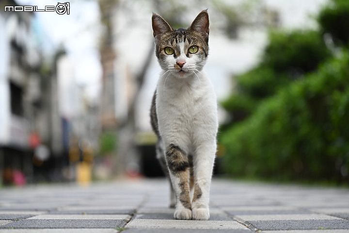 Nikon 70-200mm f/2.8 S 銳利非常 N家望遠代表作 還有與小黑七的人像比較