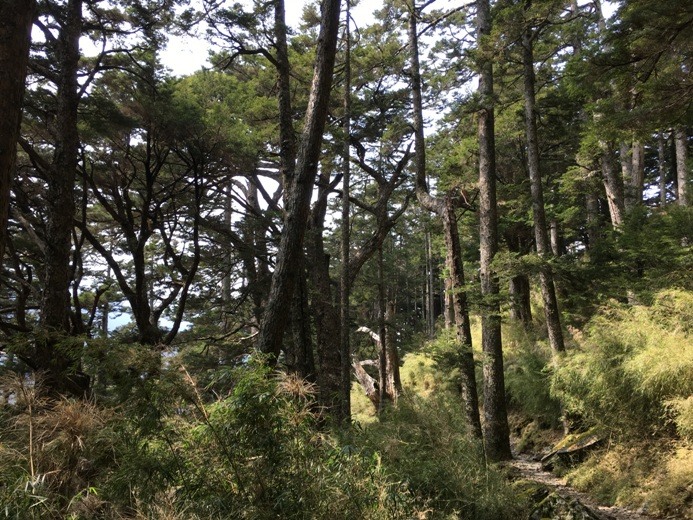 新手入門百岳-挑戰3952玉山主峰!