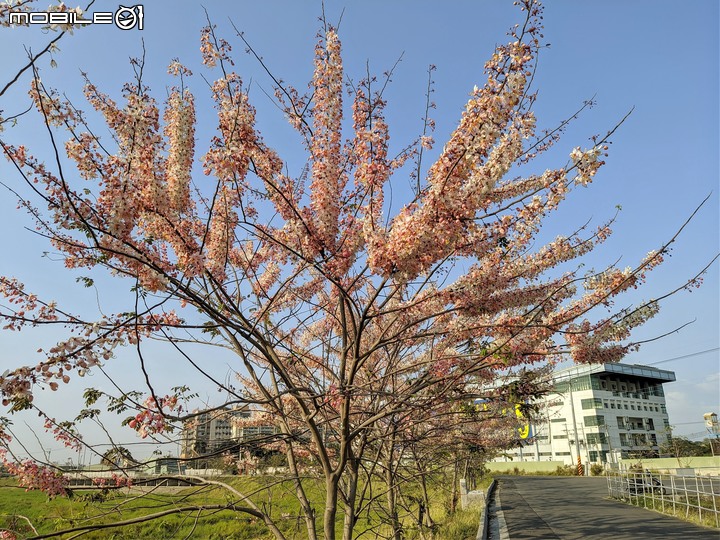 花旗木 台南市仁德區仁德滯洪池 03/27