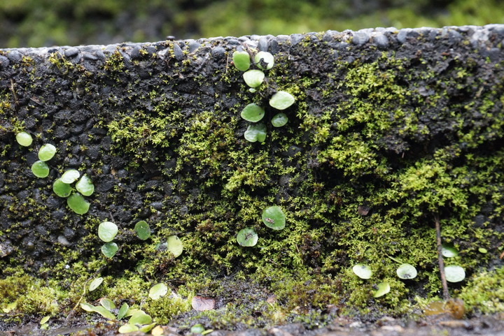 純粹分享Ford Fiesta(純圖)